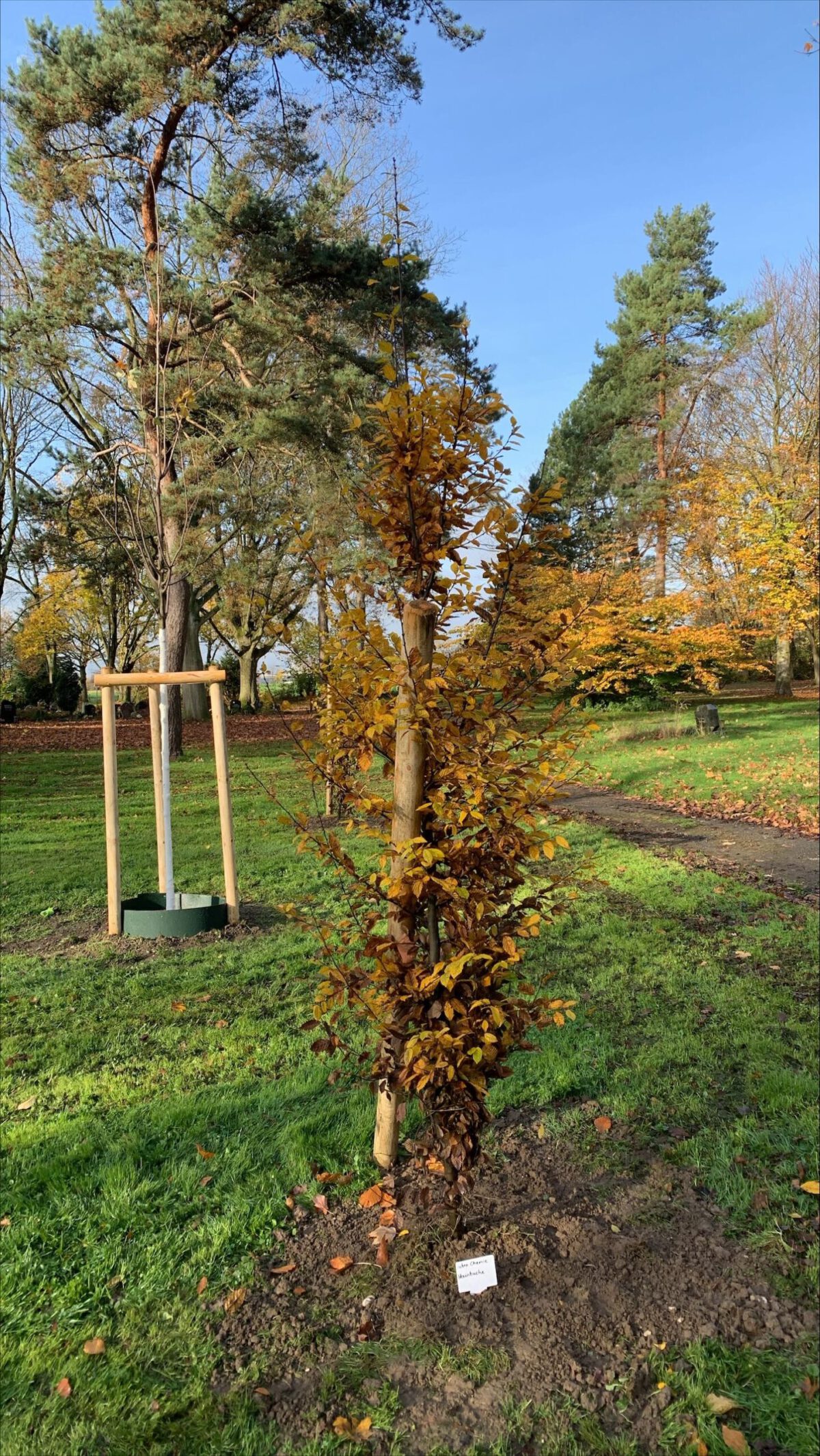 hebro Chemie, Carpinus betulus Heister (3)